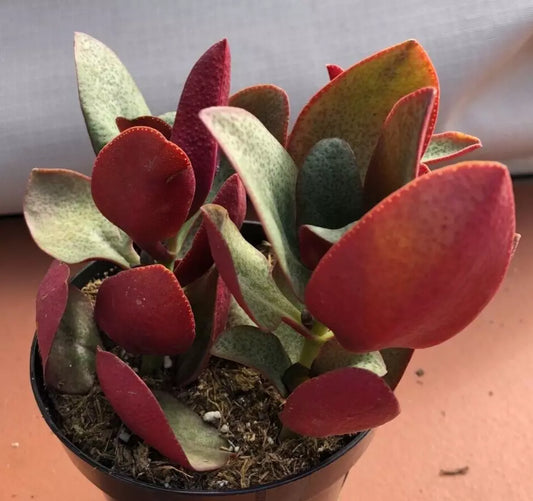 Crassula Multicava Starter Plant – 'Bleeding Heart' – 1 Live Plant – Succulent with Glossy Oval Leaves