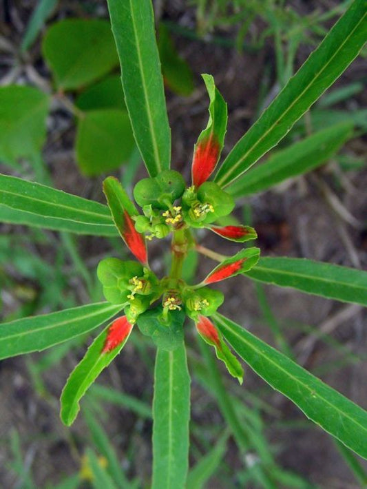 10 Euphorbia cyathophora Seeds | Fire-on-the-Mountain | Unique Native Wildflower for Gardens, Pollinators & Colorful Foliage
