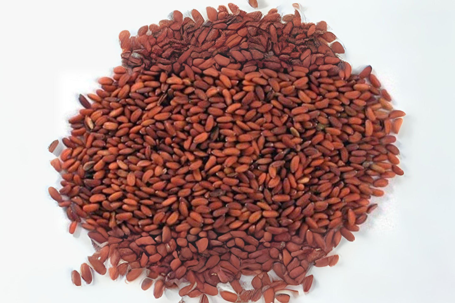 800 Garden Cress Seeds – Curled Pepper Cress, Fast-Growing Heirloom Greens, Fresh Microgreens & Salad Garnish