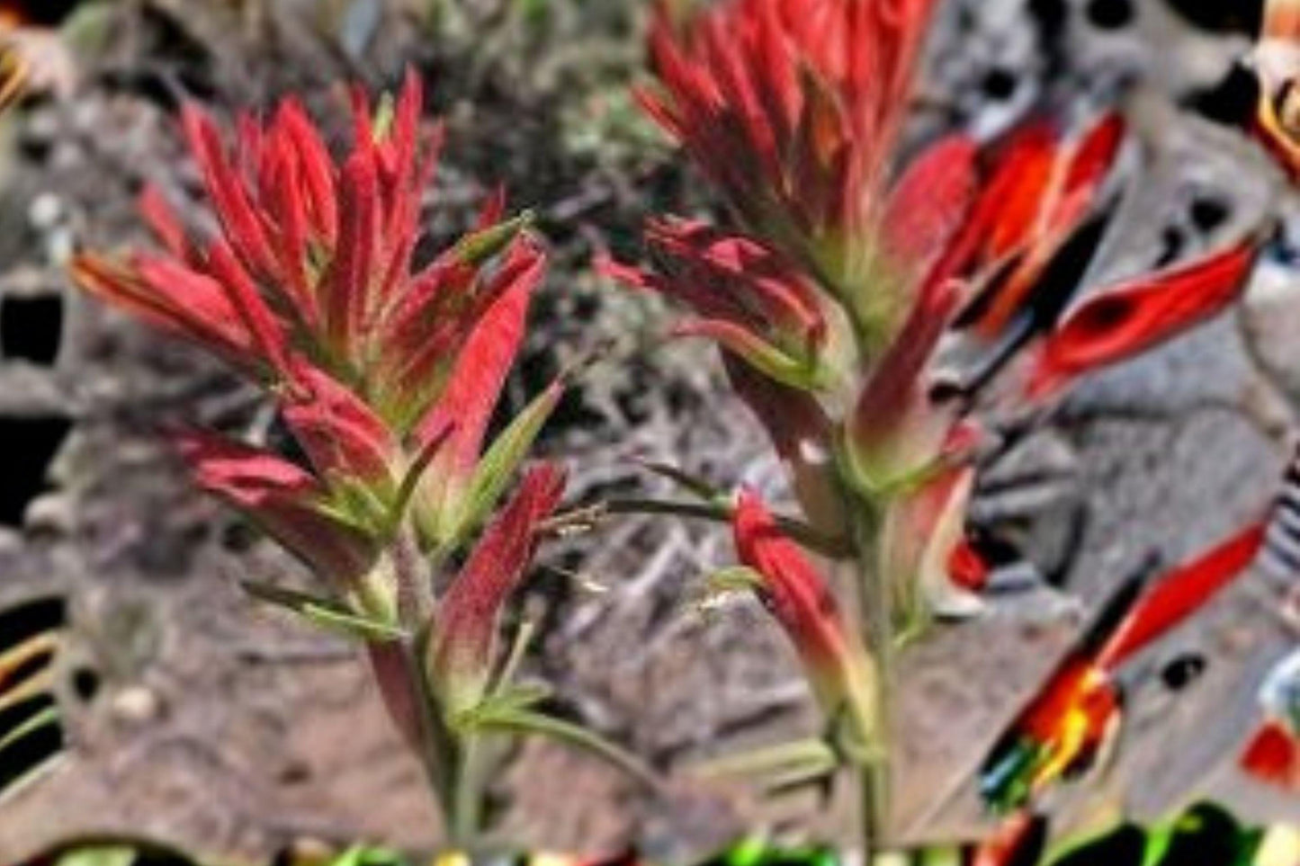 300 Seeds for Planting Castilleja linariifolia – Wyoming Indian Paintbrush, Split-Leaf Orange Red Wildflower