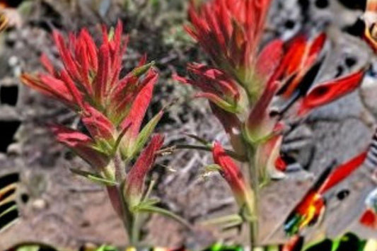 50 Seeds for Planting Castilleja linariifolia – Wyoming Indian Paintbrush, Split-Leaf Orange Red Wildflower