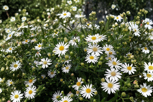100 Heath Aster Seeds – Symphyotrichum pilosum – Frost Aster – Native Wildflower – Fall Pollinator
