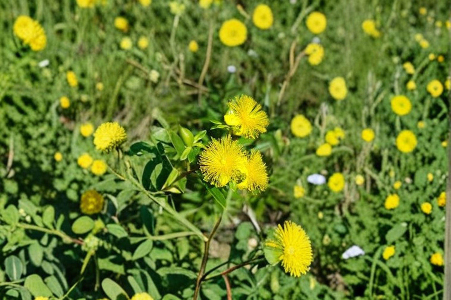 500 St Johns Wort Seeds – Native Hypericum pyramidatum, Pollinator Wildflower