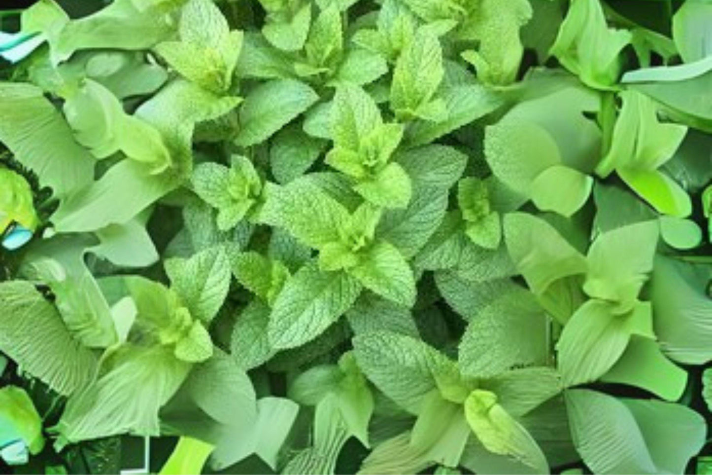 30 mg Spearmint Herb Seeds | Non-GMO Heirloom | Fragrant Mint for Tea, Cooking & Herbal Gardens