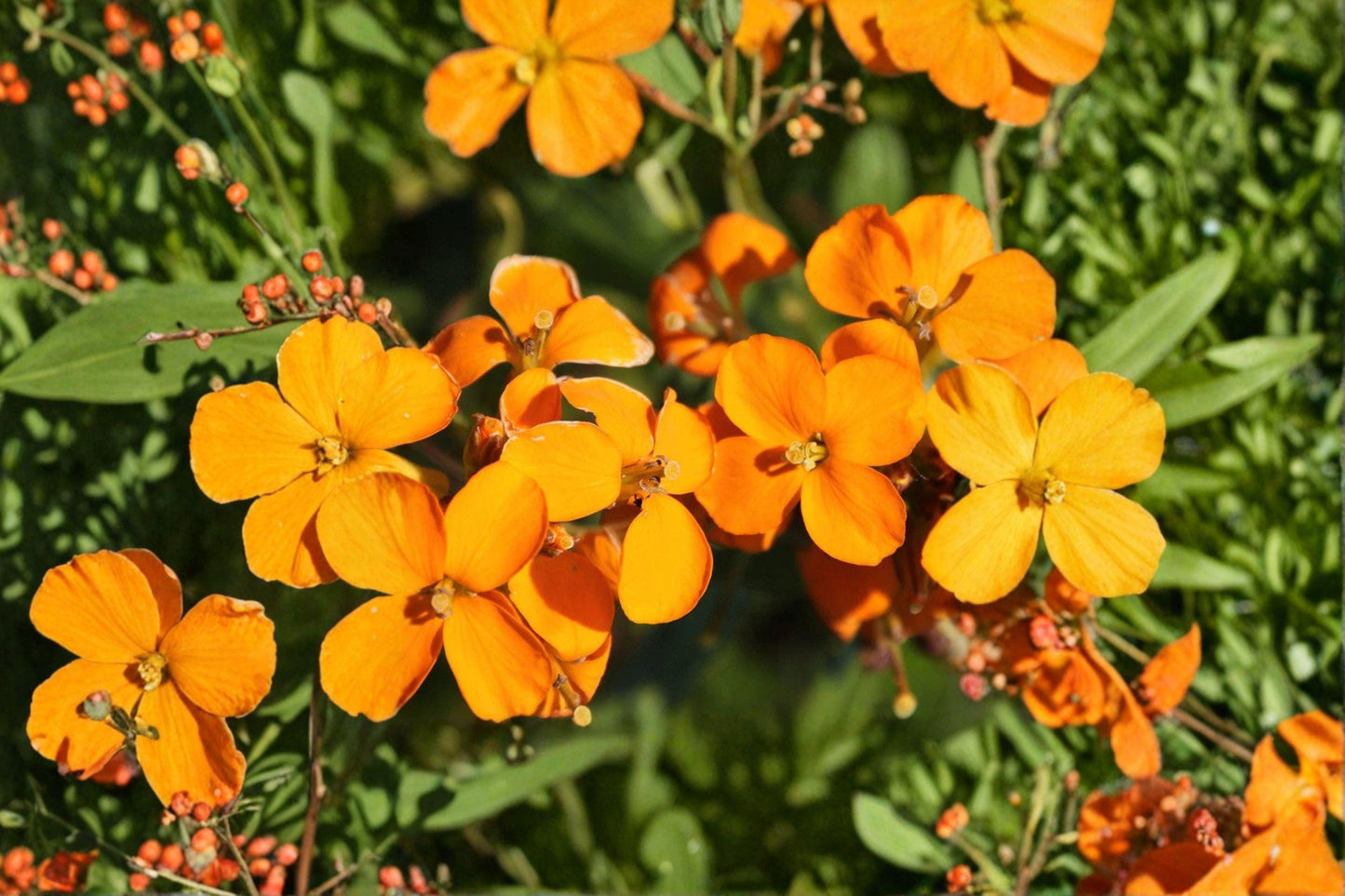 100 Siberian Wallflower Seeds – Cheiranthus allionii – Orange Flower – Rock Garden Plant