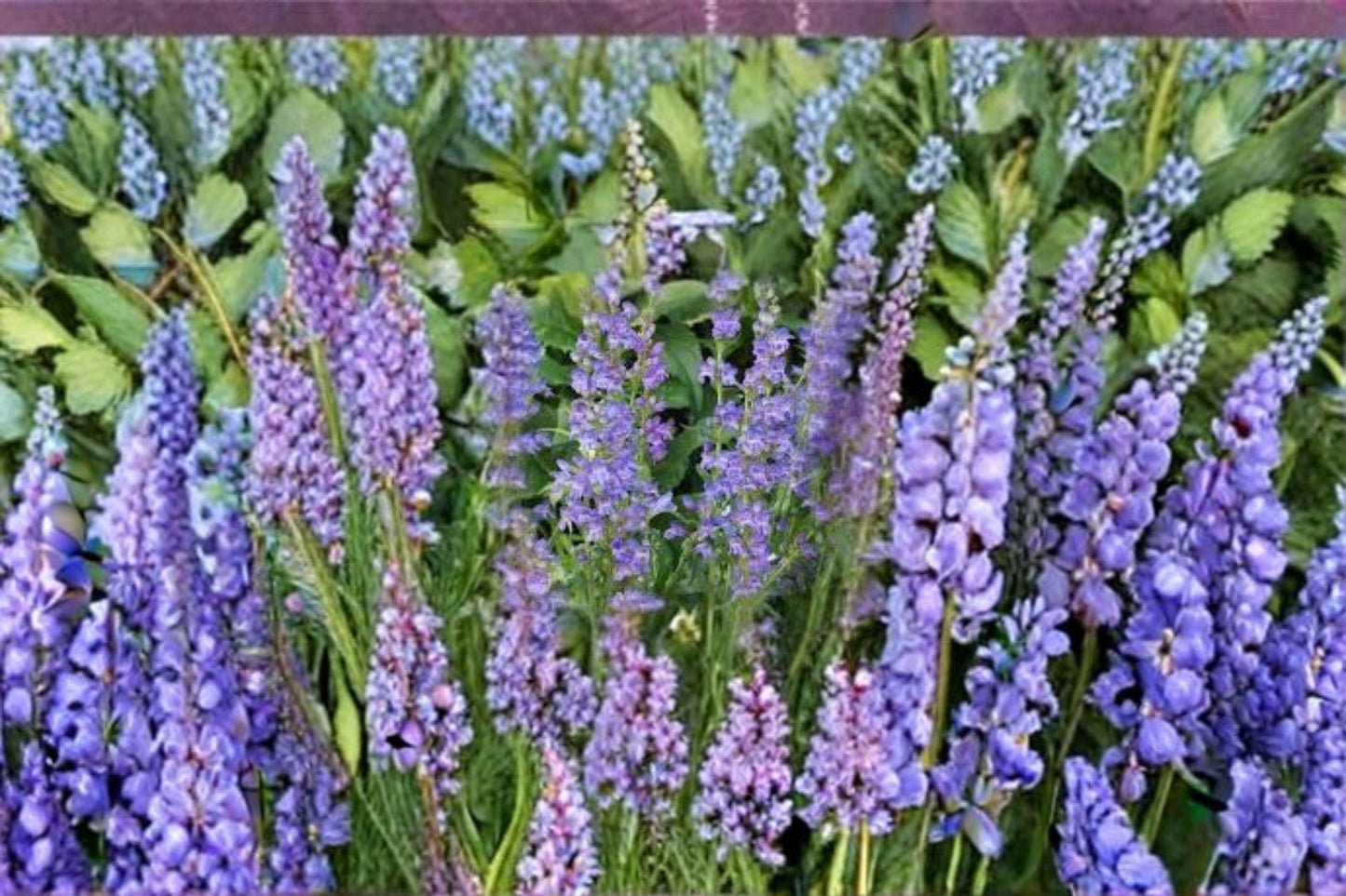 100 mg Penstemon cyaneus Seeds – Blue Beardtongue Wildflower for Pollinator and Native Garden Planting