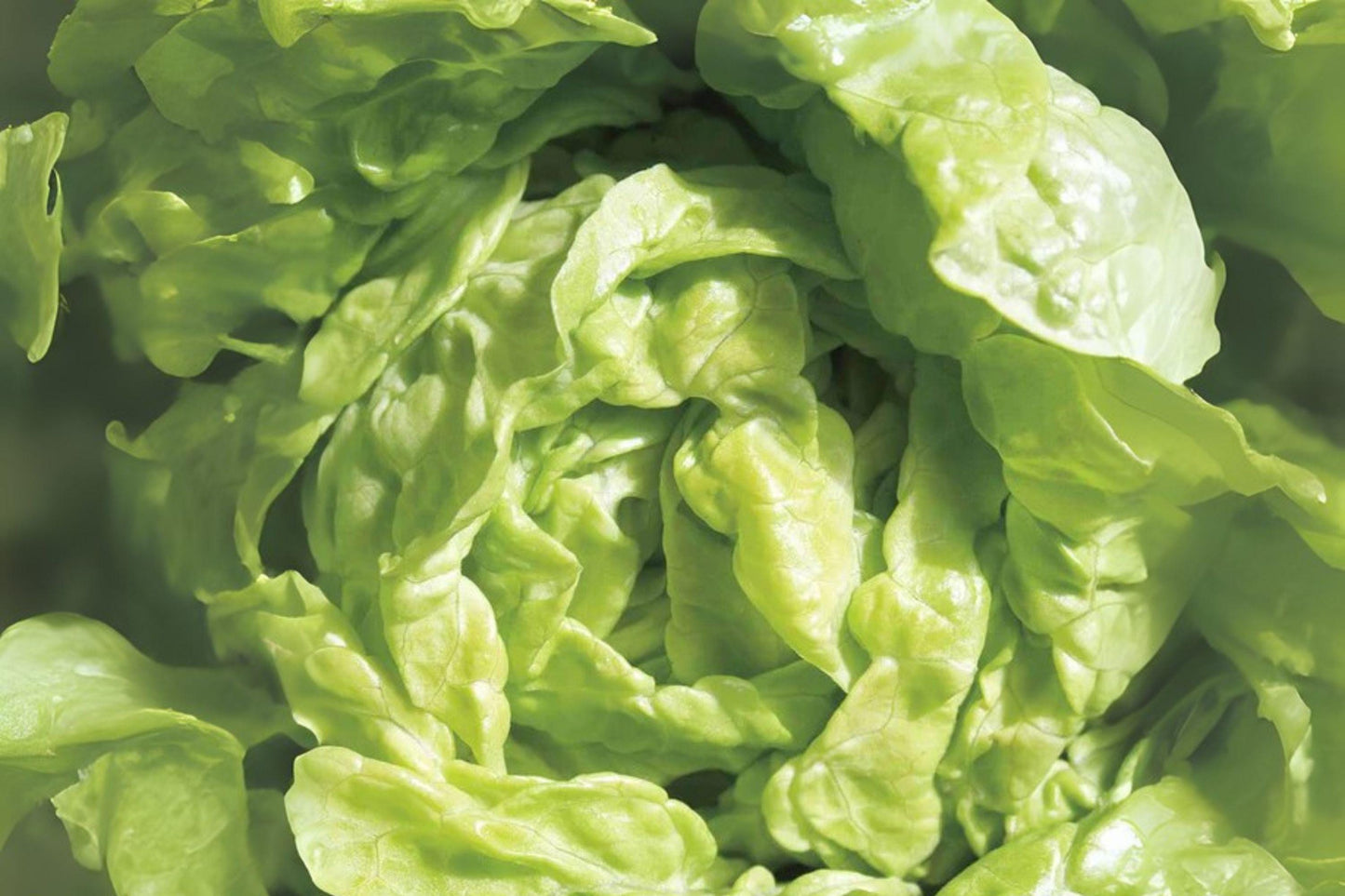 700 Tom Thumb Lettuce Seeds: Mini Heirloom Variety for Small Gardens