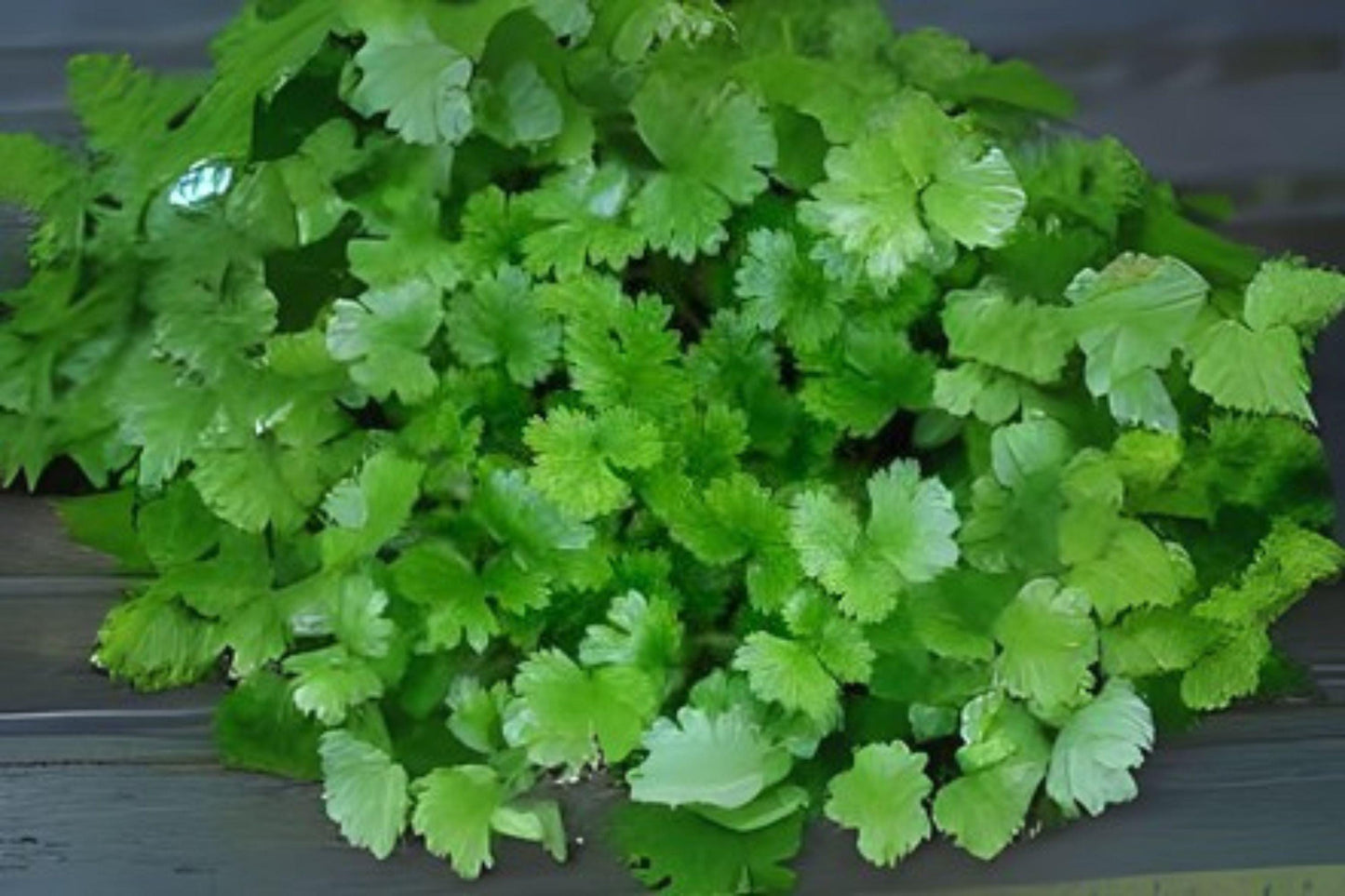 Cilantro Leisure Coriander Seeds: Fast-Growing Heirloom Herb