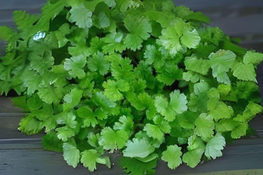 Cilantro Leisure Coriander Seeds: Fast-Growing Heirloom Herb