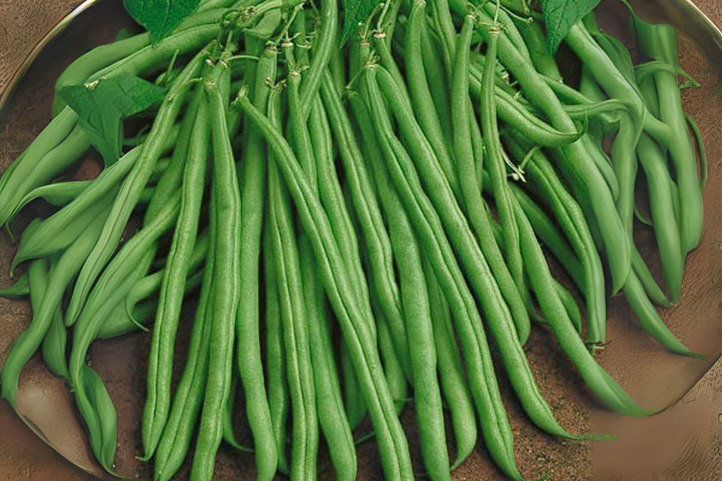 10 Provider Green Bush Bean Seeds – Early Heirloom Stringless Snap Beans, Reliable Garden Vegetable