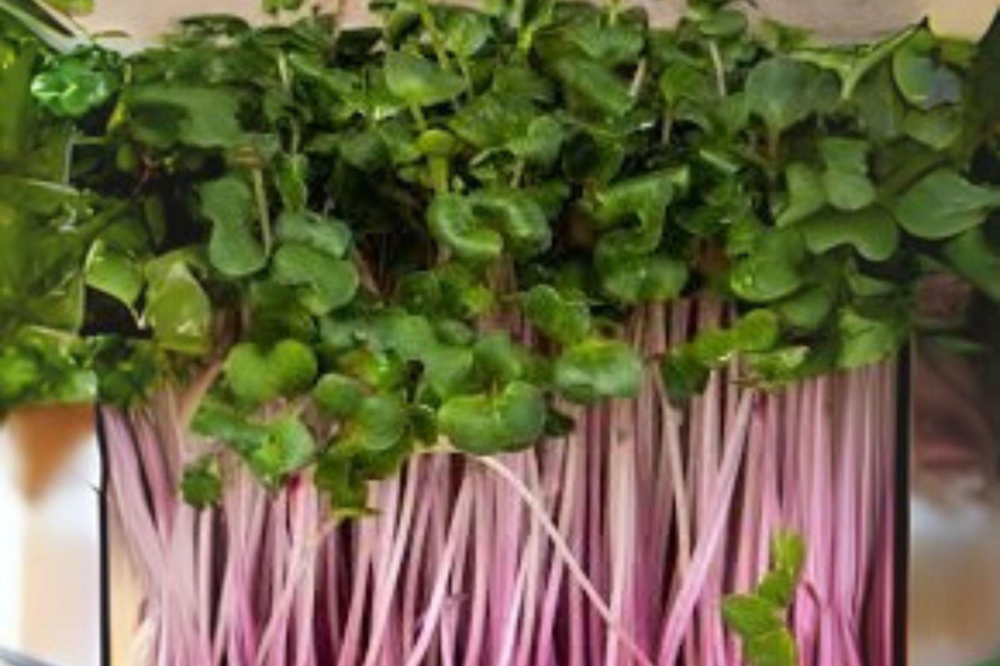 80 Triton Purple Stem Radish Seeds: Fast Growing Microgreens