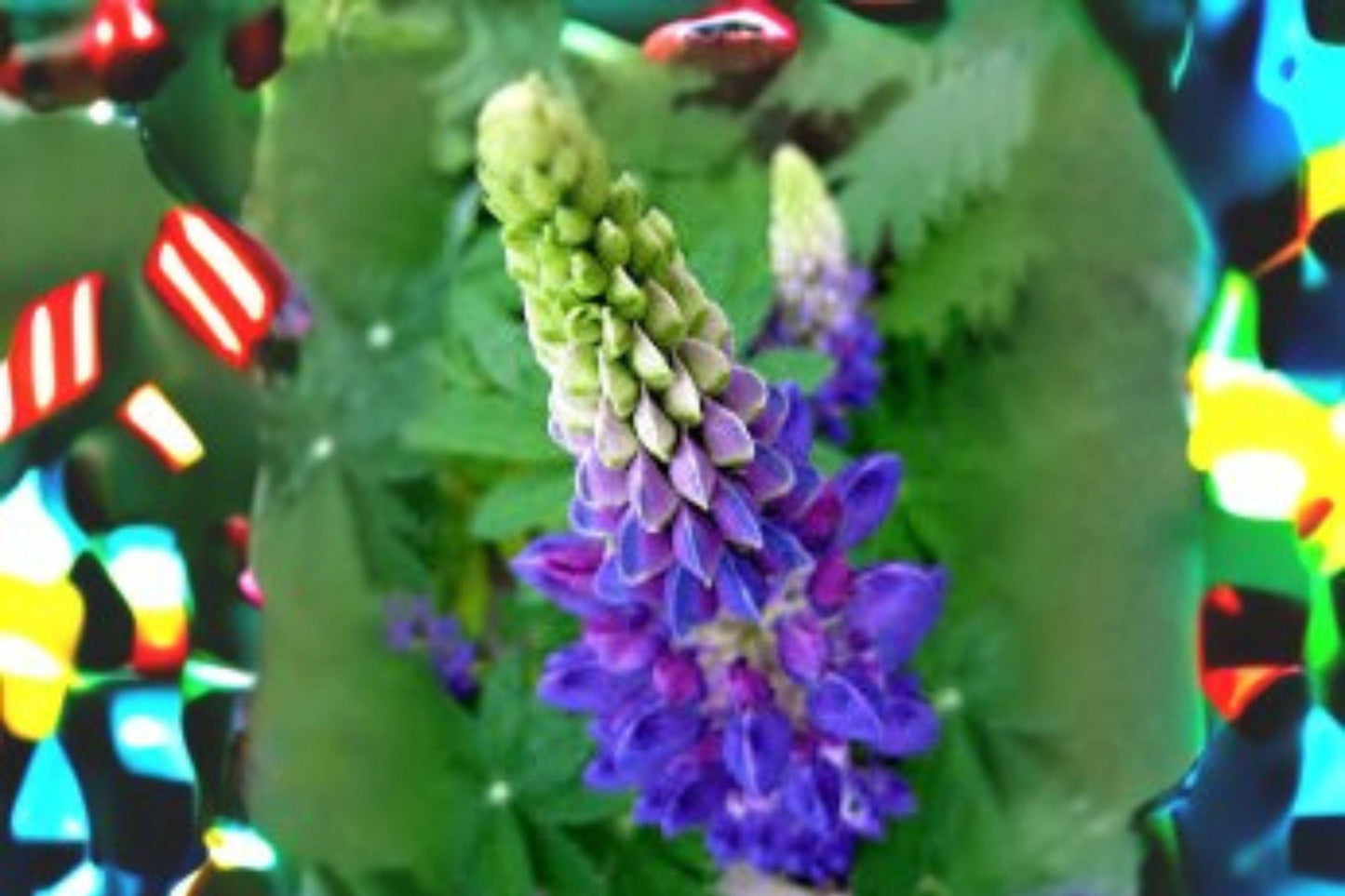 500 mg Lupine Perennial Blue Seeds (Lupinus perennis) – Native Wildflower for Pollinator & Cottage Gardens