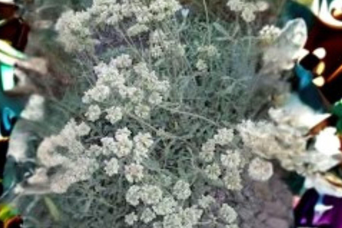 50 Seeds Eriogonum heracleoides — Parsnipflower Buckwheat, Hardy Native Perennial for Dry Slopes & Meadows