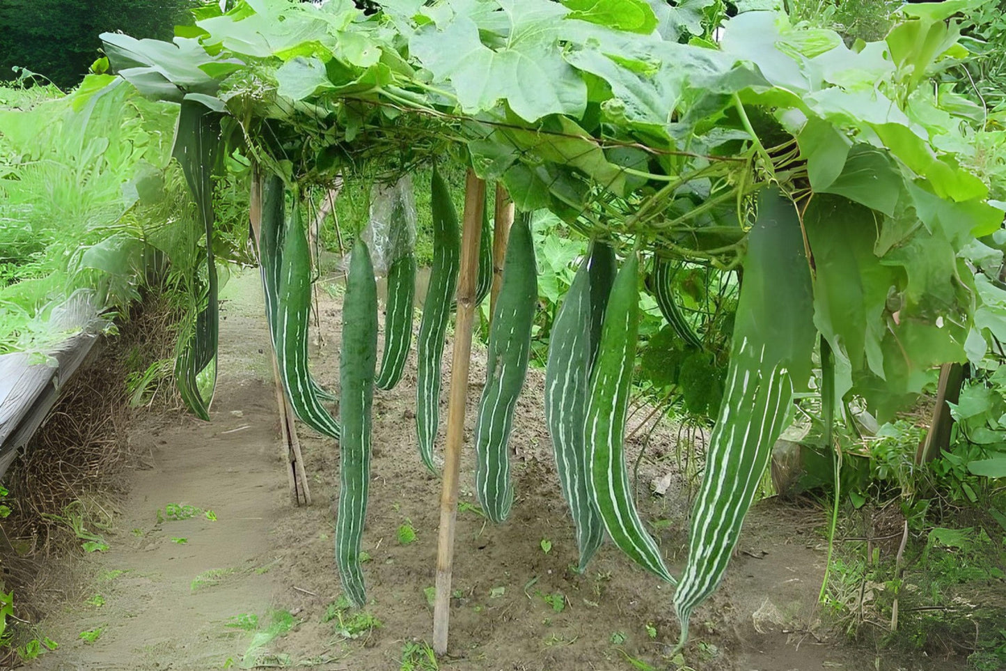 Snake Gourd Seeds: Heirloom Lagenaria Siceraria, Asian Cuisine Vine