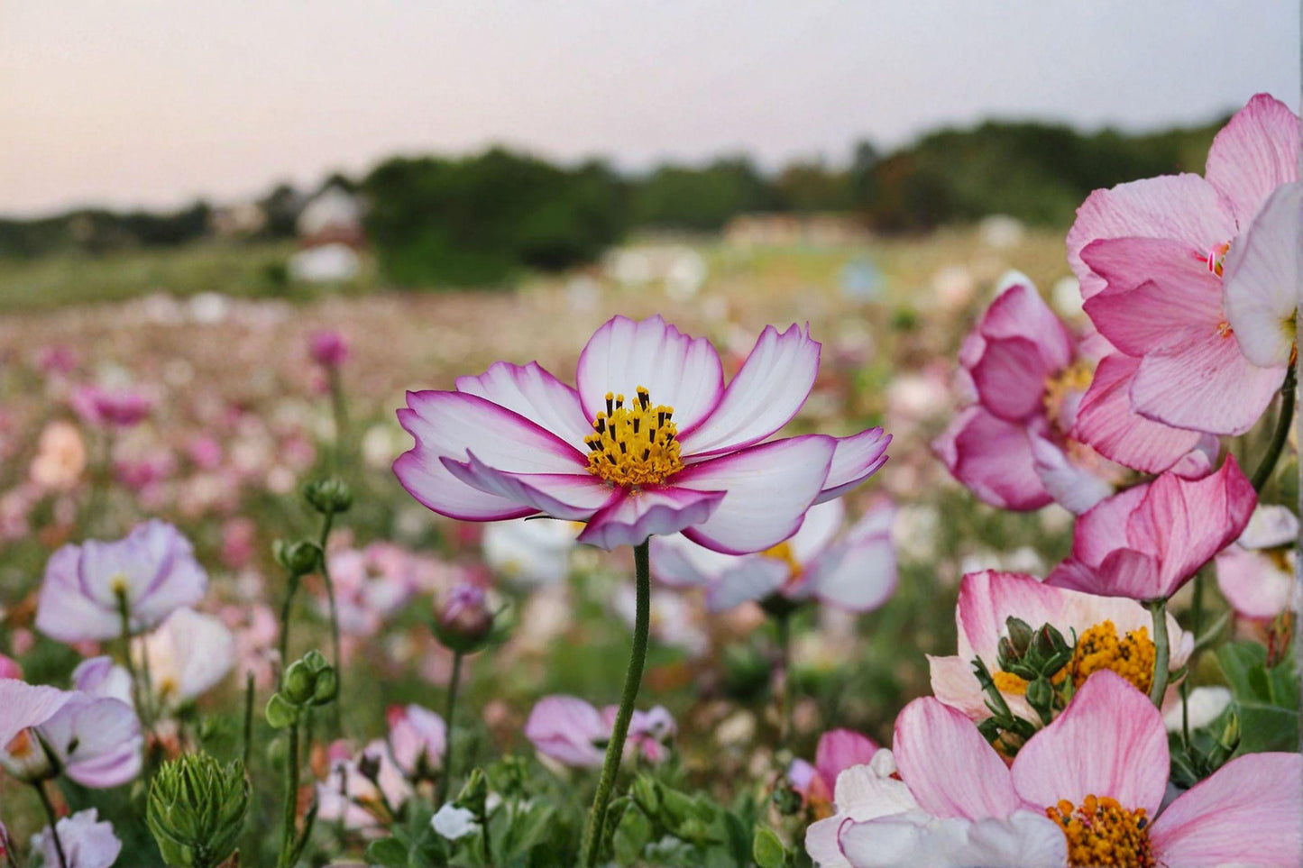 Cosmos Picotee Seeds: Pink & White Flower, Pollinator Friendly (100 Seeds)