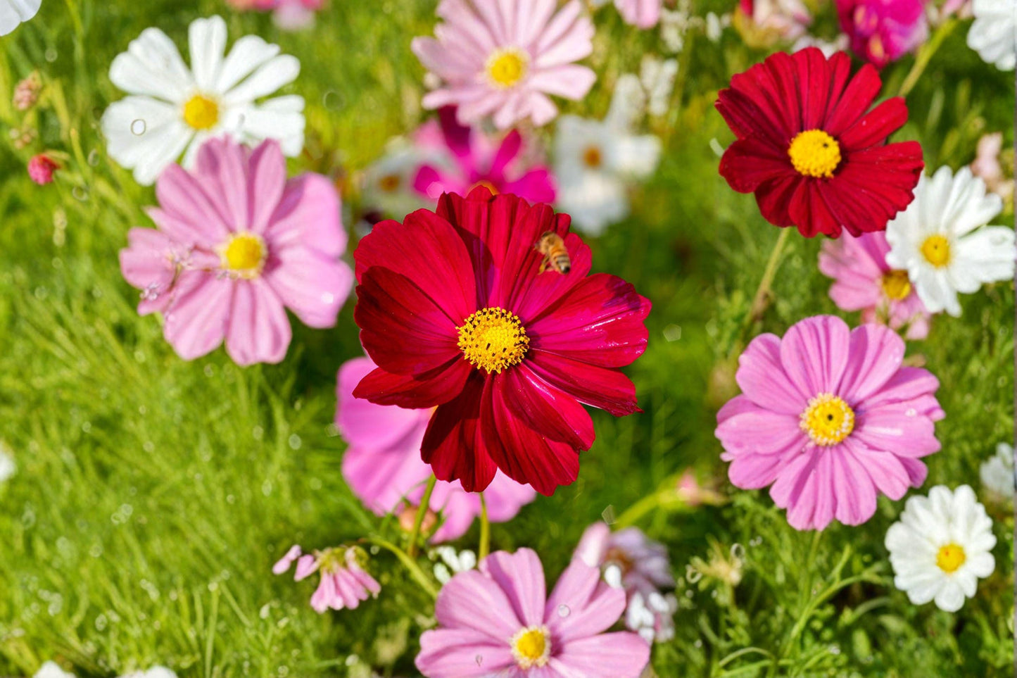 Cosmos Dazzler Seeds: Magenta-Pink Blooms, Pollinator Garden (100 Seeds)