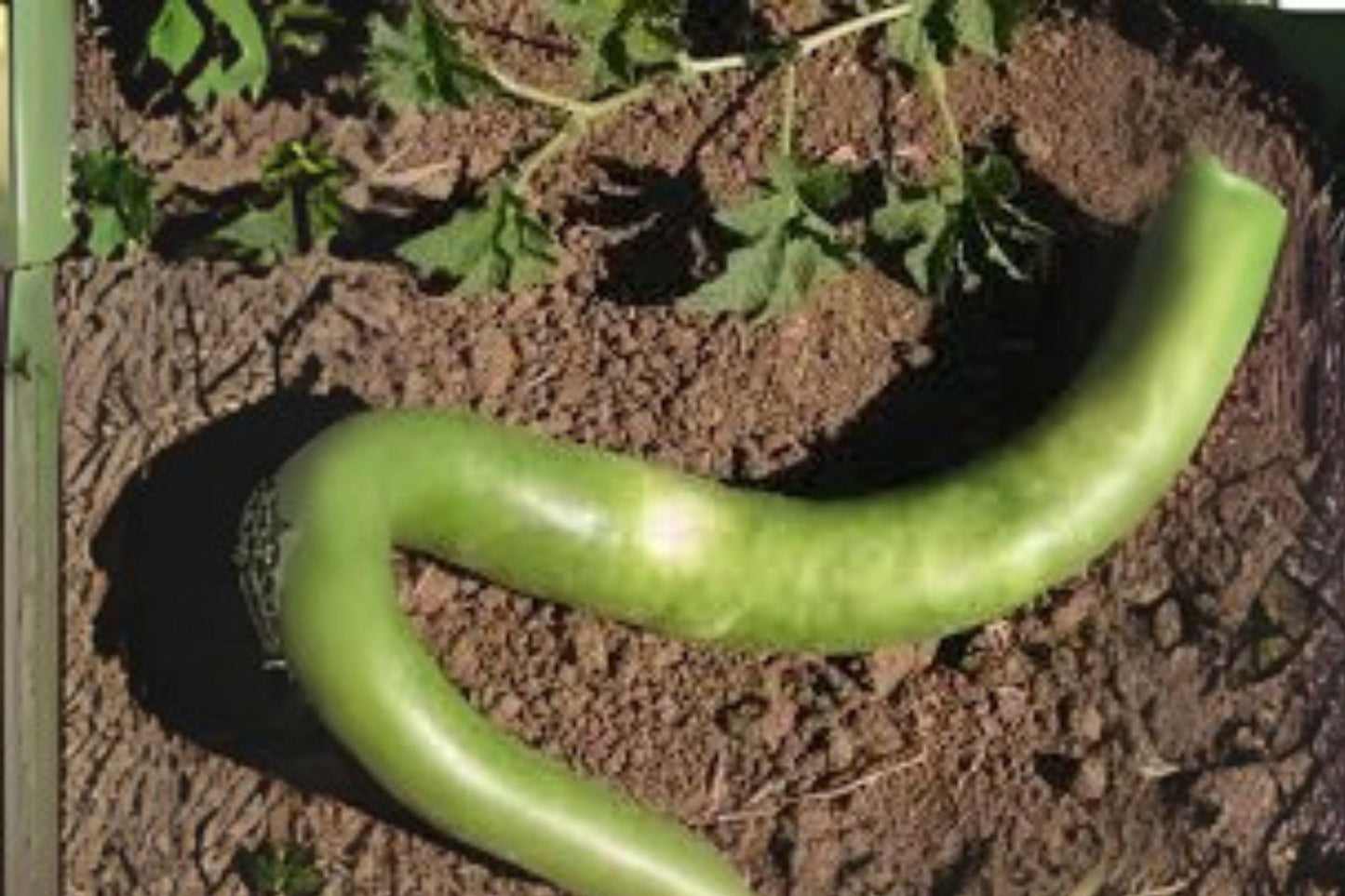 Cucuzzi Gourd Seeds: Italian Heirloom, Edible Light Green Gourds