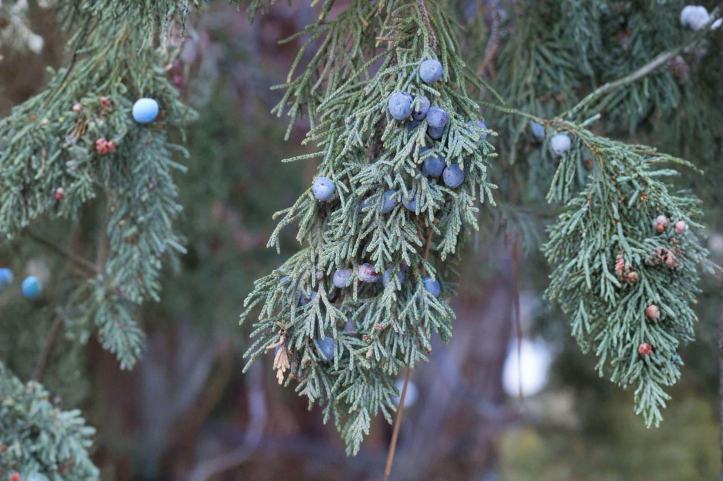 15 Rocky Mountain Juniper Seeds – Juniperus scopulorum – Evergreen Tree – Bonsai Seeds