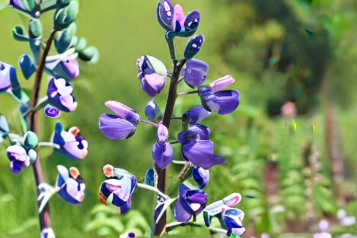 500 mg Lupine Riverbank Seeds (Lupinus rivularis) – Perennial Blue Lupine for Meadows & Pollinator Gardens