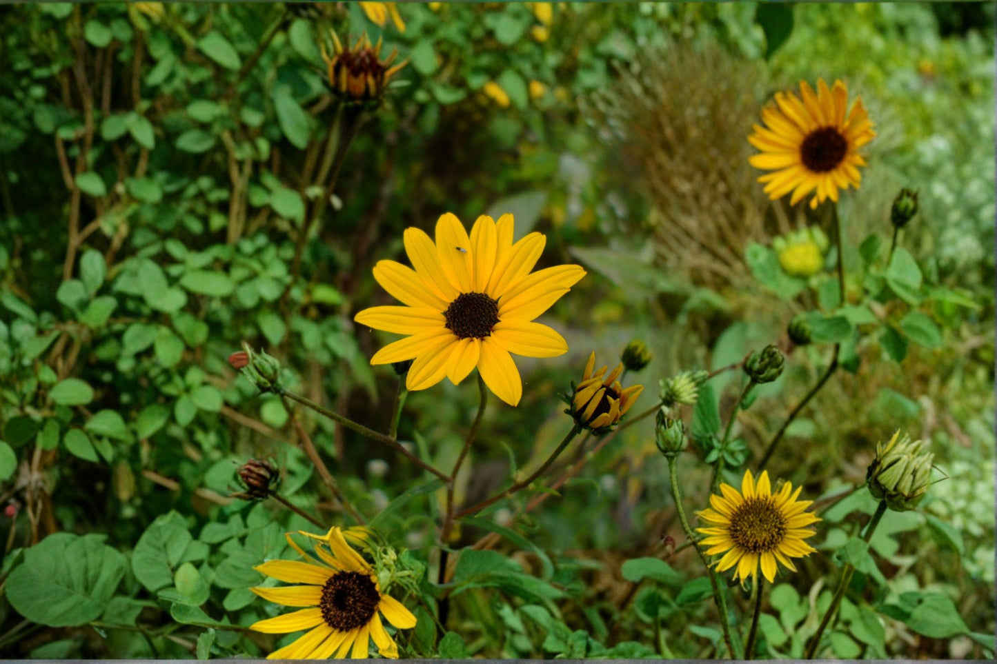250mg (≈200 seeds) Helianthus angustifolius – Swamp Sunflower, Native Wildflower, Pollinator Plant, Late Bloomer