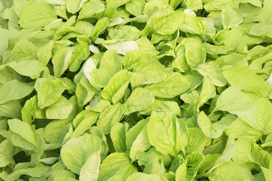 500 Edible Amaranth White Light Green Seeds – Heirloom Leafy Vegetable, Microgreens & Garden Planting