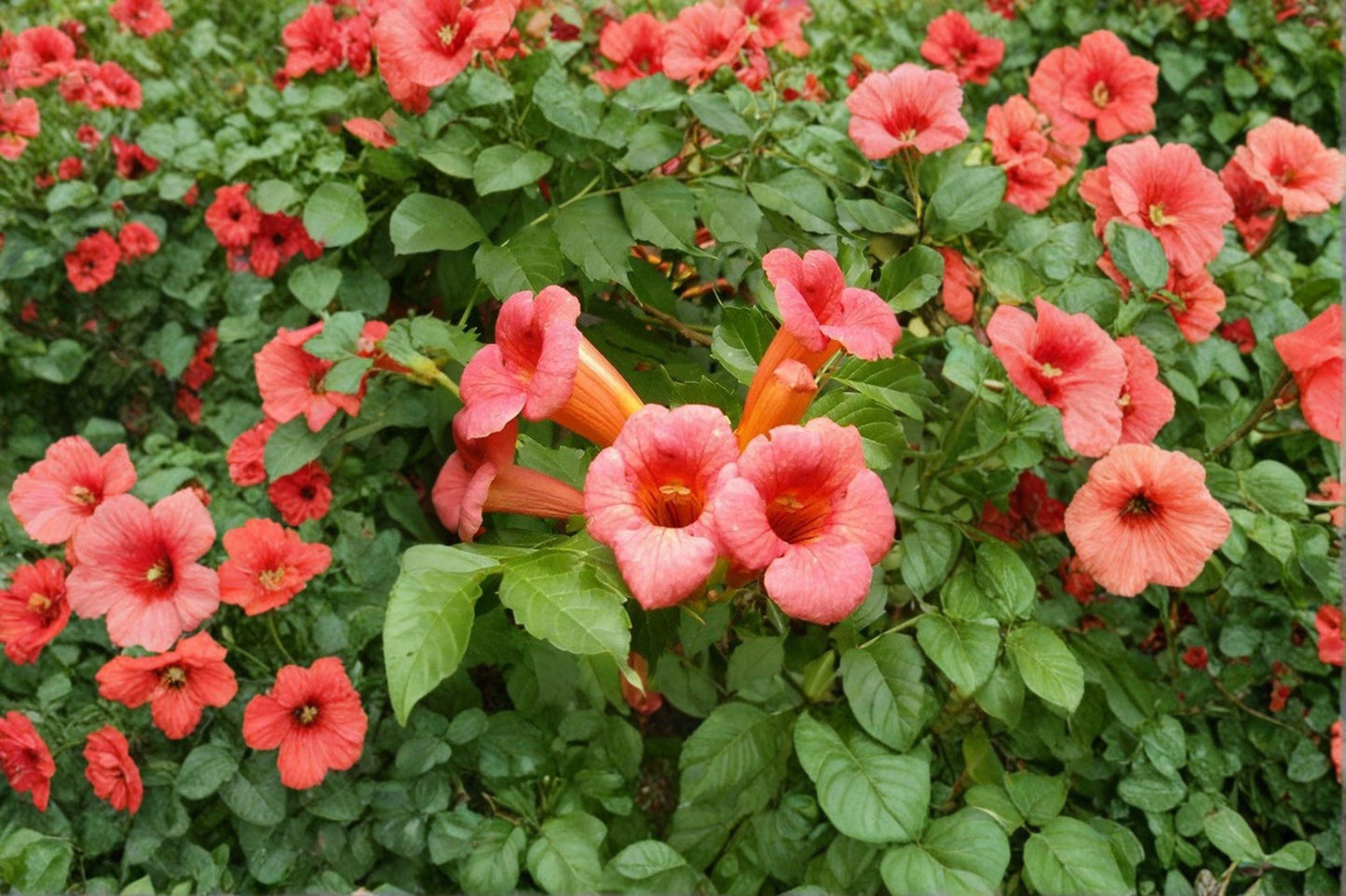 30 Trumpet Creeper Vine Seeds – Campsis radicans – Hummingbird Vine – Climbing Flower