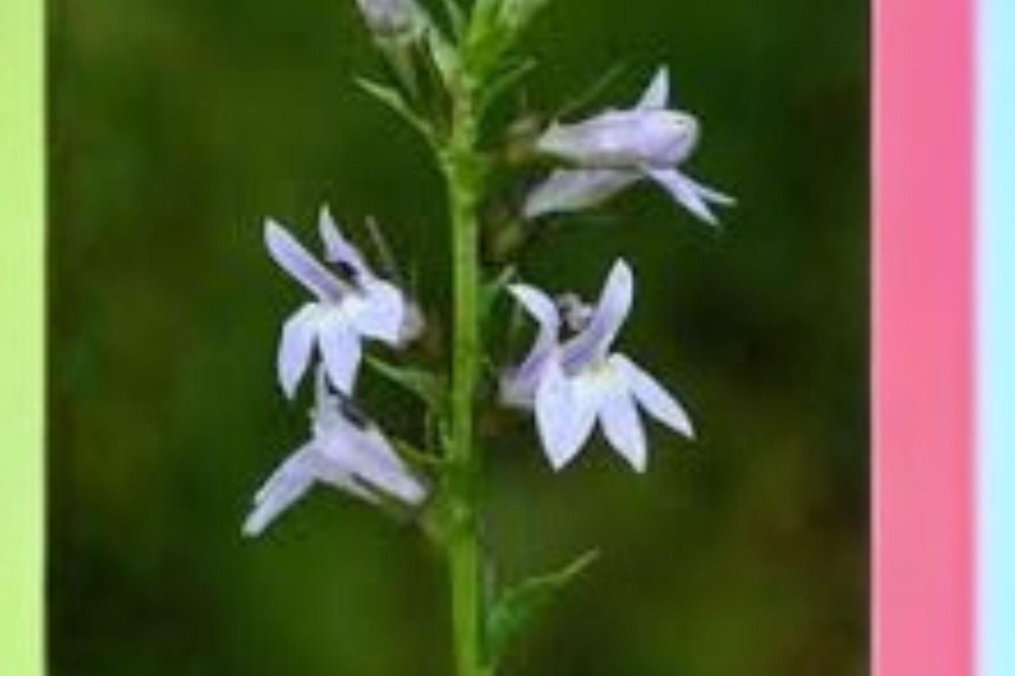 500 Seeds Lobelia inflata — Indian Tobacco, Native Annual Wildflower for Naturalized Gardens