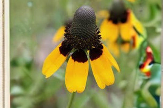 100 Seeds Dracopis amplexicaulis — Clasping Coneflower, Native Wildflower for Pollinator & Meadow Gardens