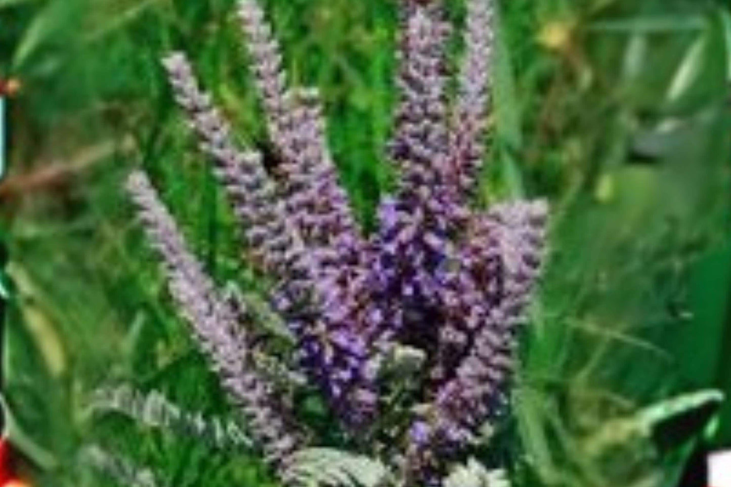50 Lead Plant Seeds – Amorpha Canescens, Native Prairie Perennial