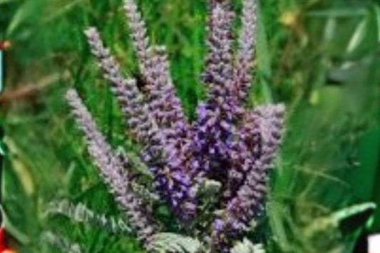 50 Lead Plant Seeds – Amorpha Canescens, Native Prairie Perennial