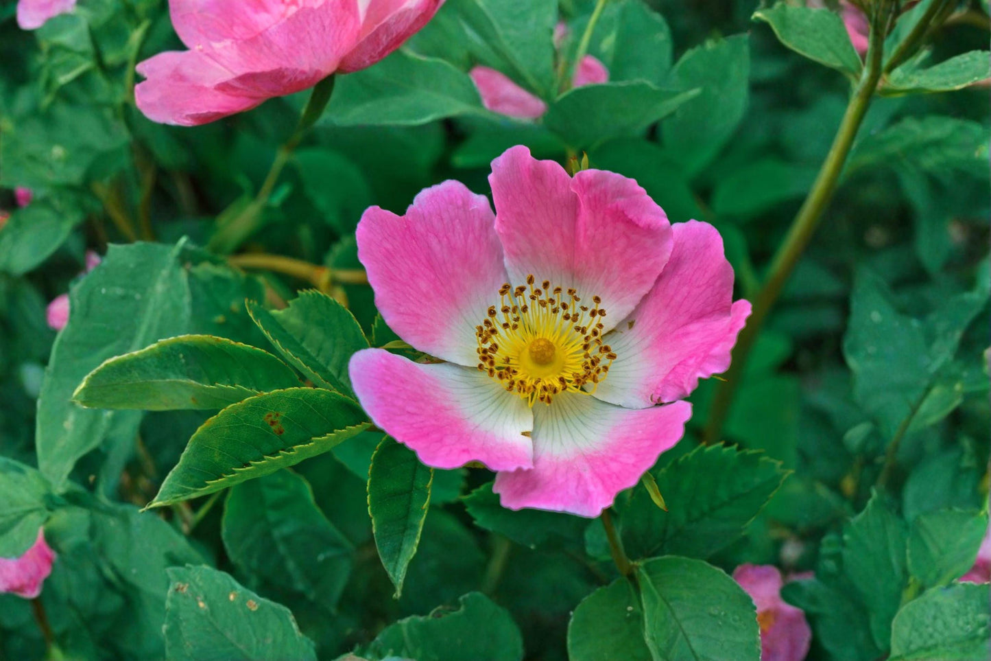 10 Prairie Wild Rose Seeds – Rosa arkansana – Native Rose – Pink Wildflower