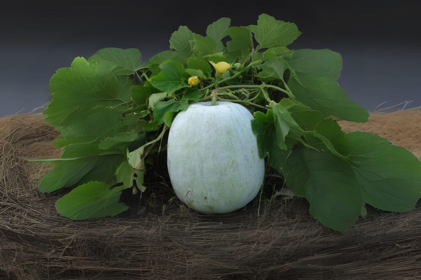 Wax Gourd Wintermelon Seeds: Heirloom Asian Vegetable for Soups & Stews