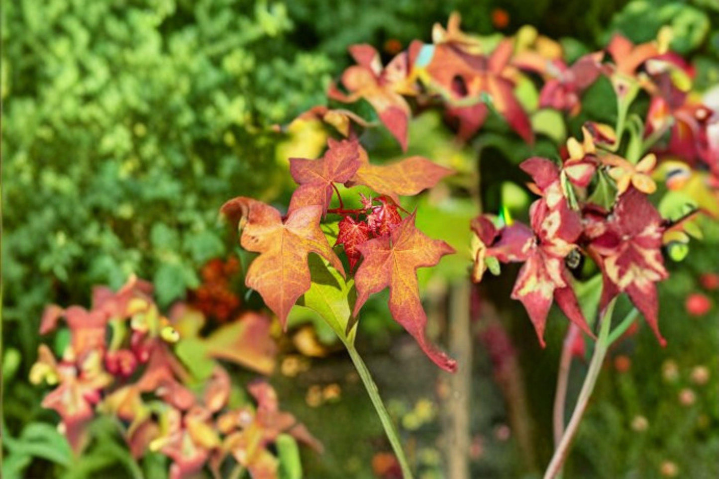 Acer grosseri Seeds: Snakebark Maple Tree, Green Bark (10 Seeds)