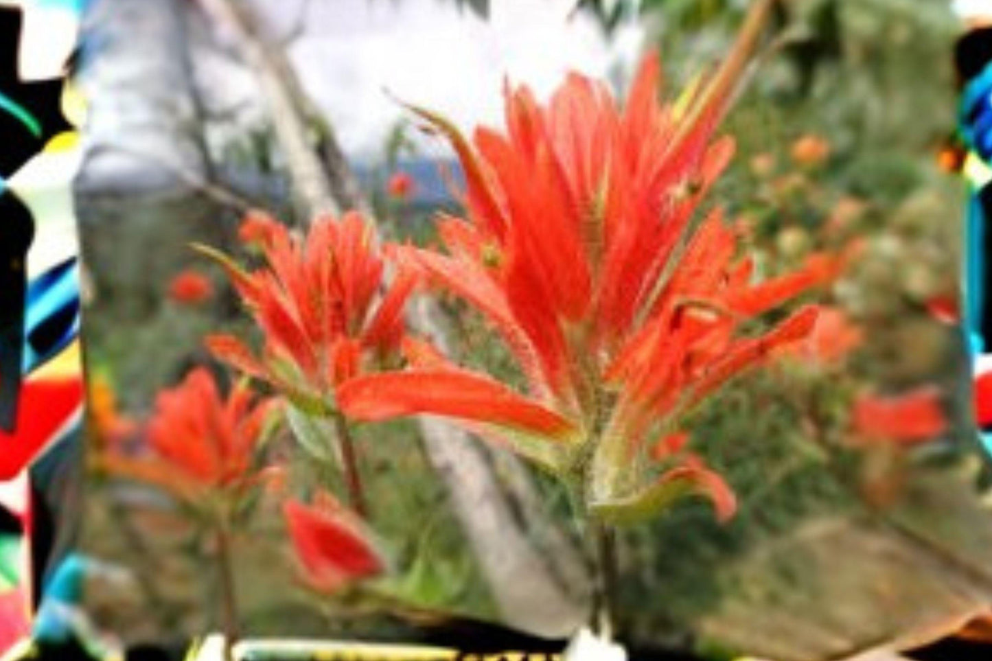 300 Giant Red Indian Paintbrush Seeds: Native Wildflower