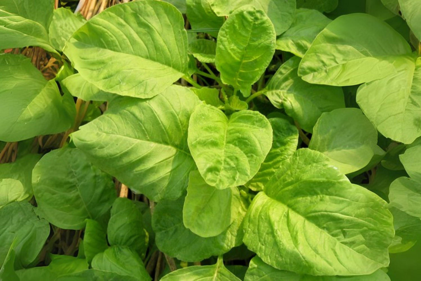 500 Edible Amaranth White Light Green Seeds – Heirloom Leafy Vegetable, Microgreens & Garden Planting
