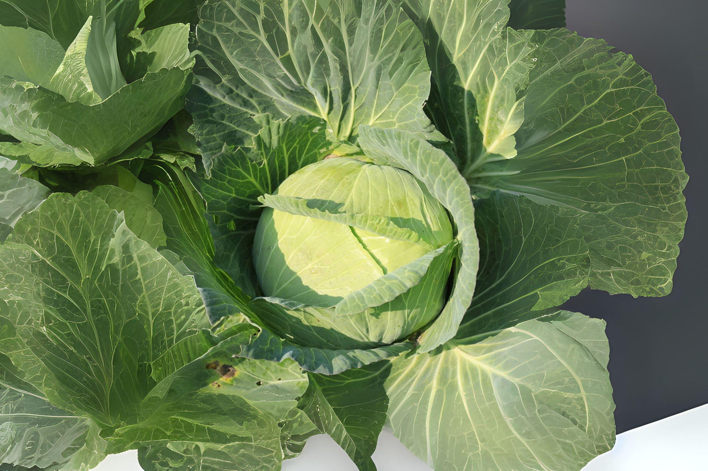 250 Golden Acre Cabbage Seeds: Heirloom Early Variety