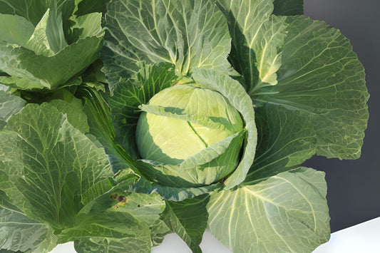 250 Golden Acre Cabbage Seeds: Heirloom Early Variety