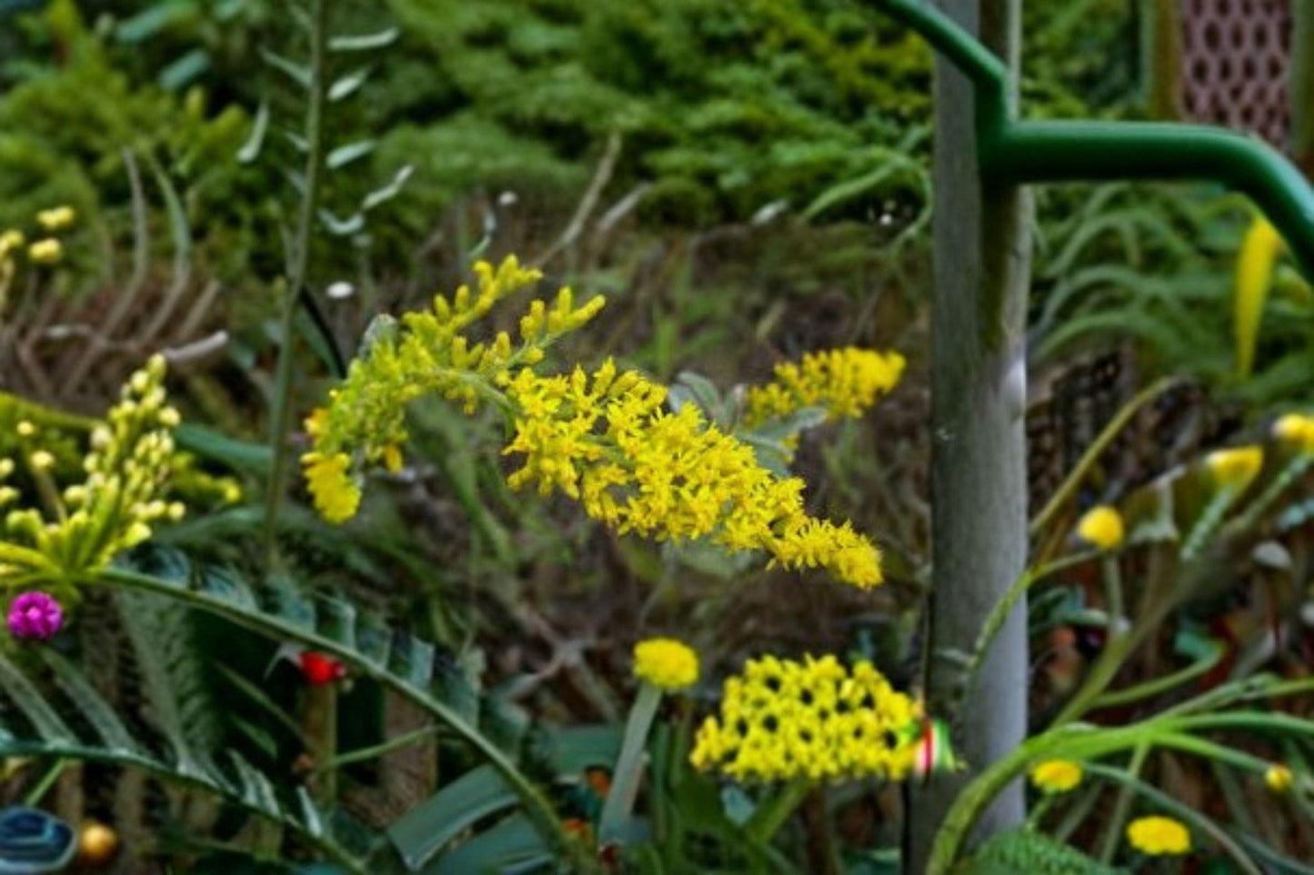 100 seeds Solidago nemoralis Seeds – Old Field Goldenrod, Native Wildflower, Pollinator Perennial