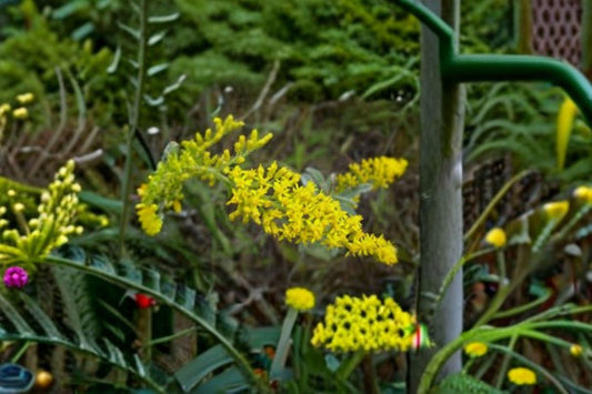 100 seeds Solidago nemoralis Seeds – Old Field Goldenrod, Native Wildflower, Pollinator Perennial