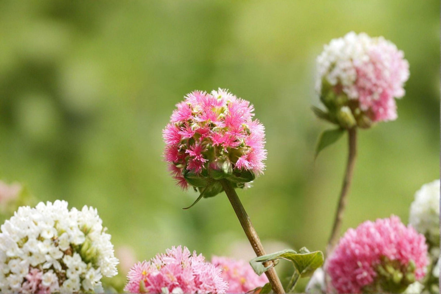 100 Small Burnet Seeds – Sanguisorba minor – Edible Perennial Herb – Pollinator Plant