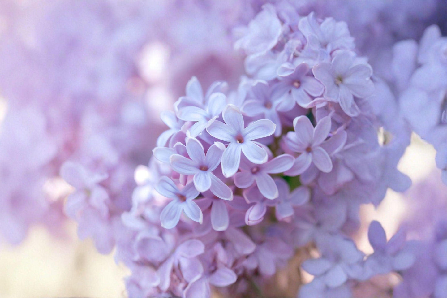 25 Early Lilac Seeds – Syringa oblata – Fragrant Spring Flower Shrub