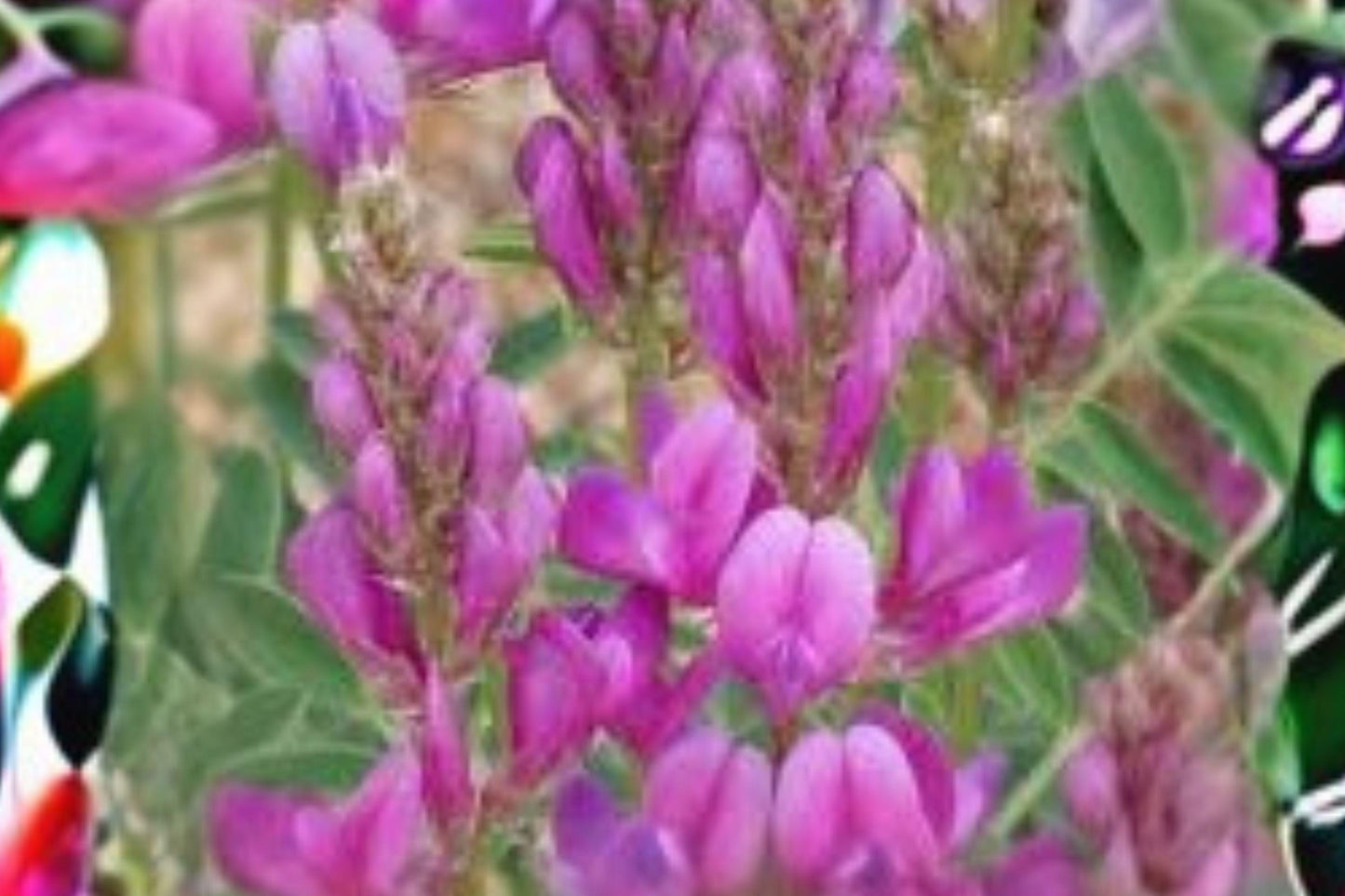 25 Seeds Hedysarum boreale — Utah Sweetvetch, Drought-Tolerant Native Wildflower for Pollinators