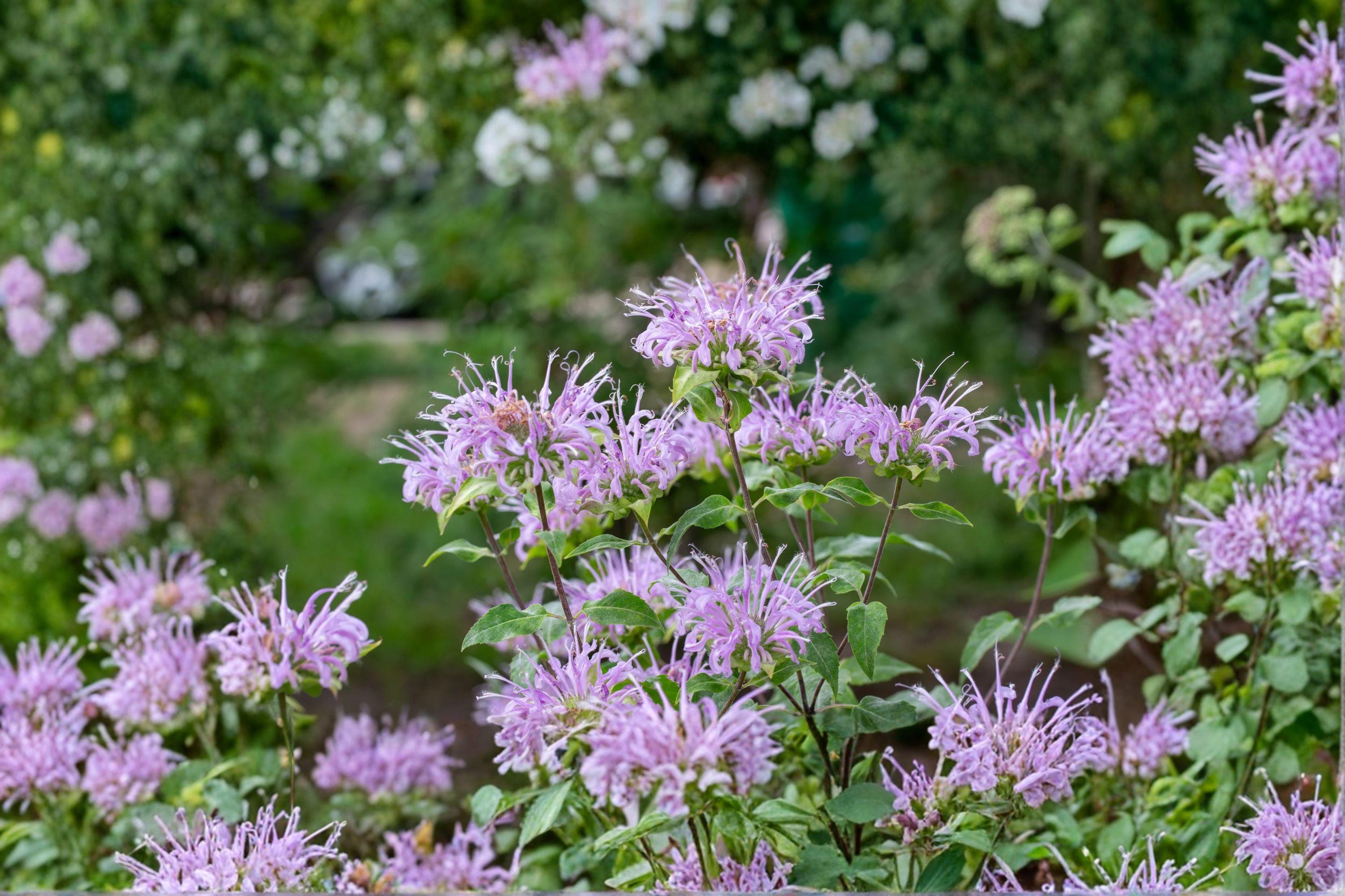 100 Wild Bergamot Seeds – Monarda fistulosa – Native Bee Balm – Pollin ...
