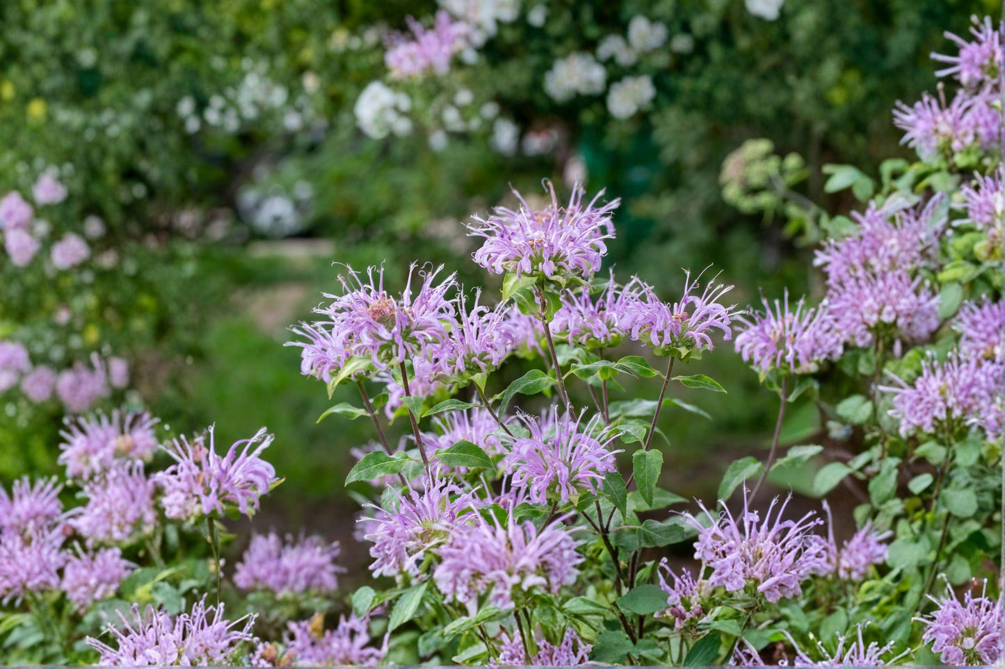 100 Wild Bergamot Seeds – Monarda fistulosa – Native Bee Balm – Pollinator Plant – Perennial Herb