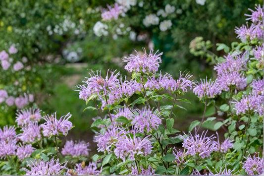 100 Wild Bergamot Seeds – Monarda fistulosa – Native Bee Balm – Pollinator Plant – Perennial Herb