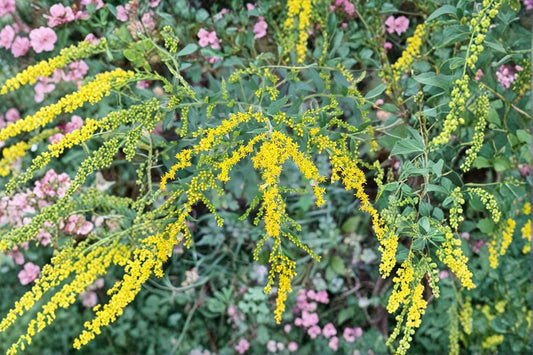 100 Elmleaf Goldenrod Seeds – Solidago ulmifolia – Native Wildflower – Pollinator Plant – Fall Blooms