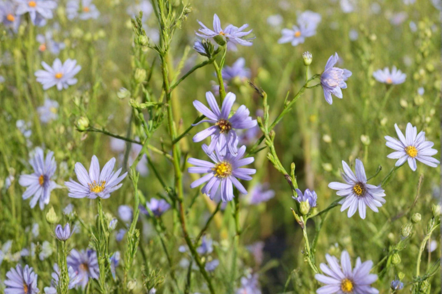 100 Sky Blue Aster Seeds – Symphyotrichum oolentangiense – Native Wildflower