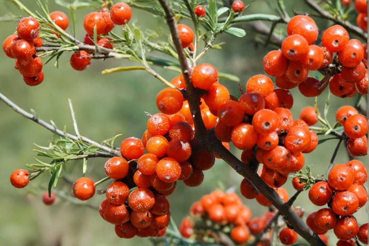 20 Sea Buckthorn Seeds – Hippophae rhamnoides – Edible Berry Shrub – Medicinal Plant
