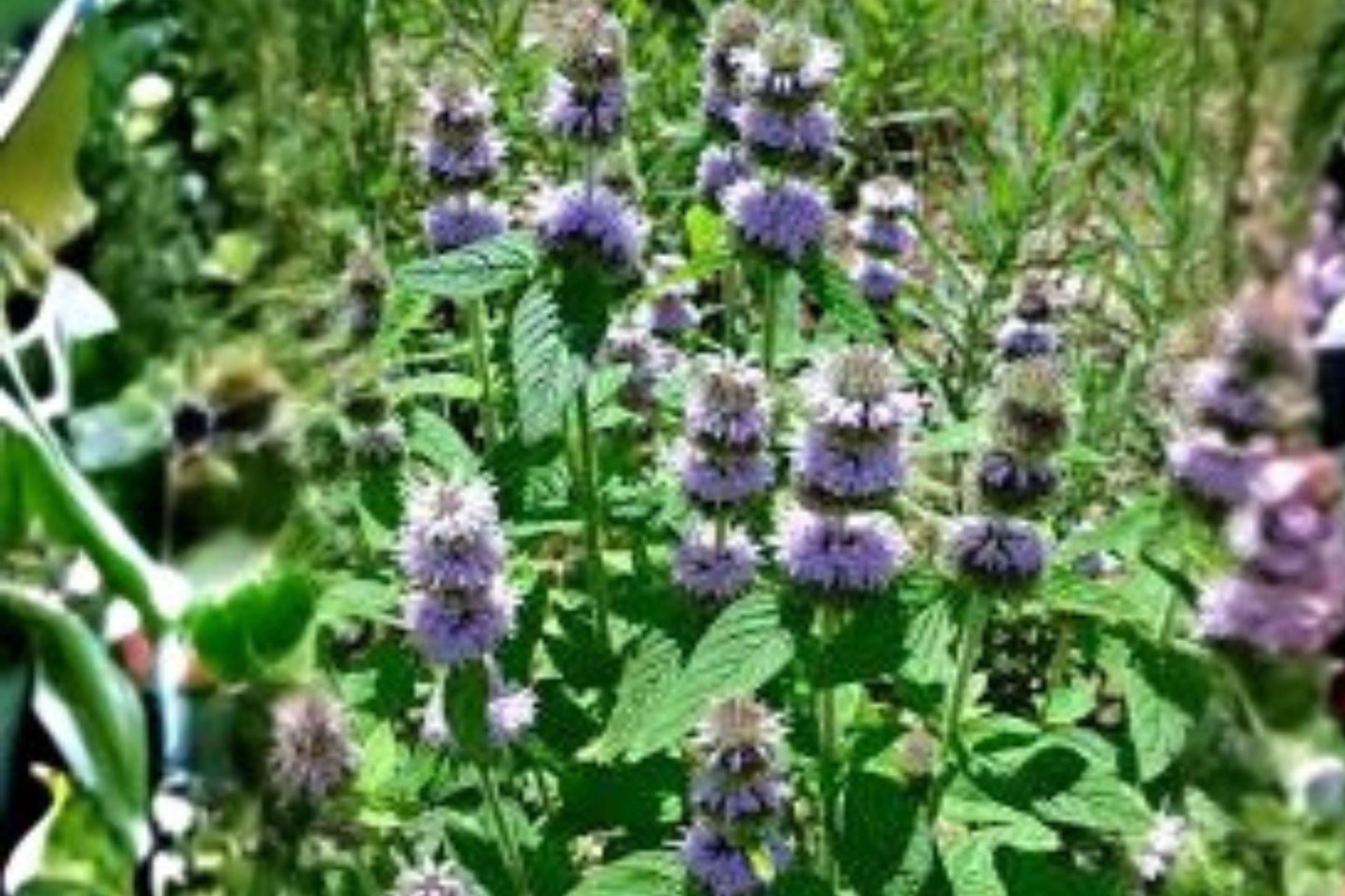 300 Ohio Horsemint Seeds – Native Wildflower, Pollinator Garden
