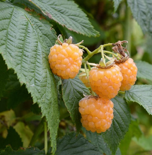 2 Fall Gold Raspberry Plants | Rubus idaeus | Live Bare Root Berry Bushes | Sweet Yellow Fruit for Garden, Patio, or Home Orchard
